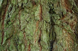 Alnus subcordata Bark (28/07/2012, Kew Gardens, London)