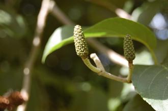 Alnus subcordata Flower (28/07/2012, Kew Gardens, London)