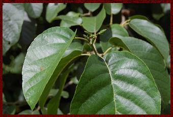 Plant of The Week: Alnus Subcordata - Paperblog