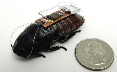 Electronic saddle for cockroach biobot: image: ibionics.ece.ncsu.edu via phys.org/news