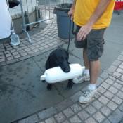 Water Doggie