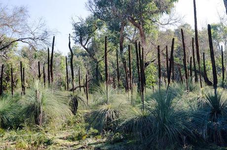xanthorrhoea or grass trees 