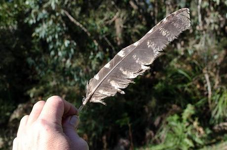 owl feather