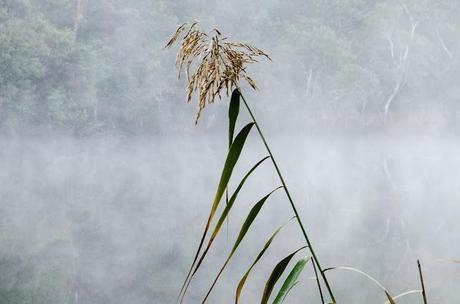 reed and mist at glenelg river