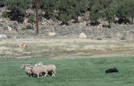 Meeker Sheepdog Trials