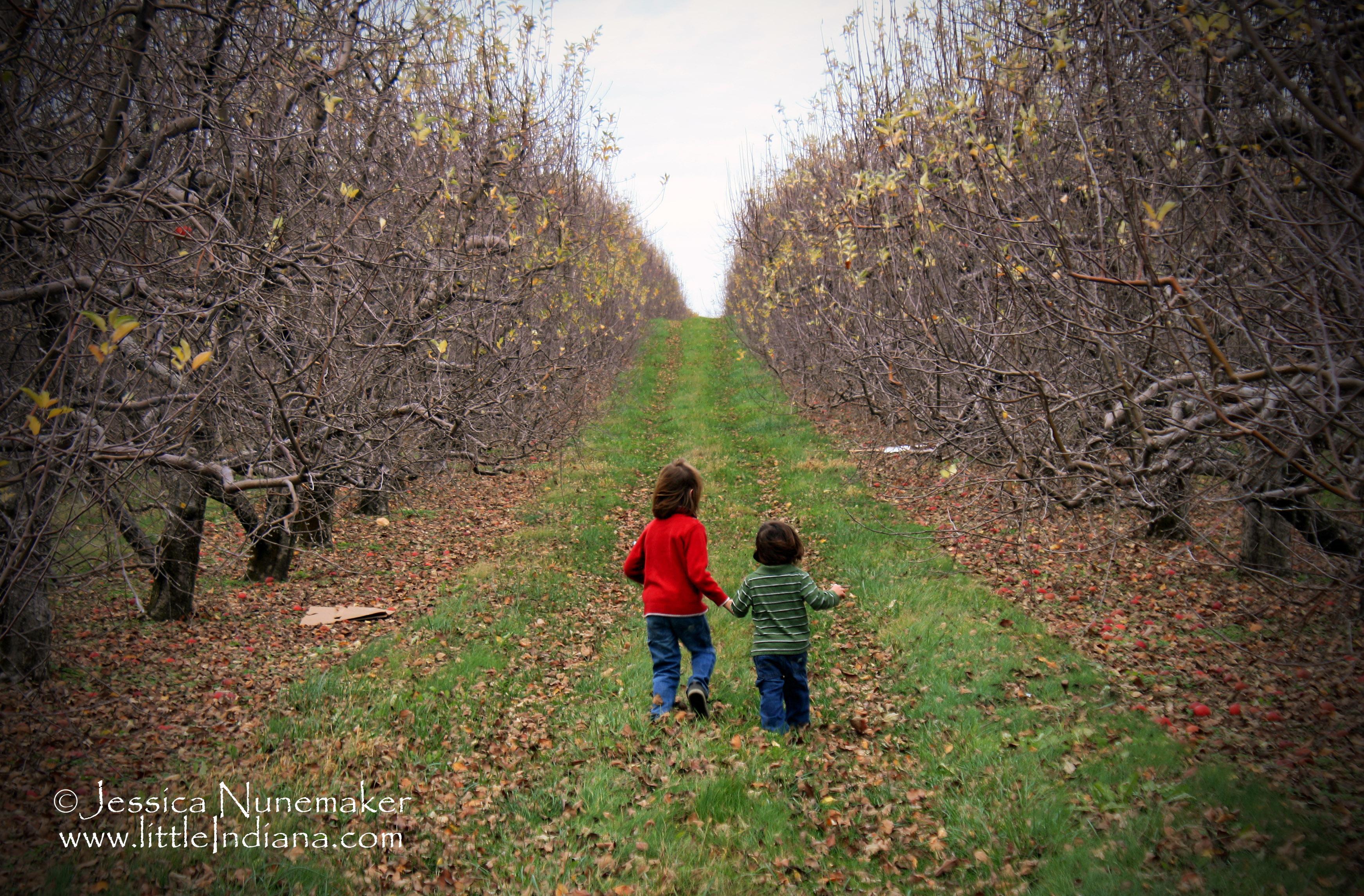 Beasley's Orchard: Danville, Indiana