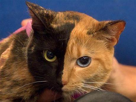 Two-Faced Venus is one cat or two cats?