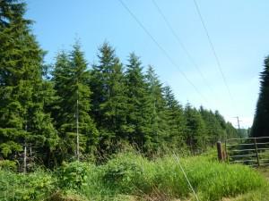 Road Trip Diary Days 13 Tacoma Washington to Grants Pass, Oregon