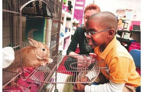 Student in Ohio elementary school looks in on his class's new rabbit: image via thisweeknews.com