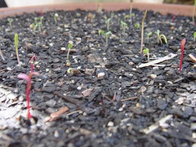 Sunday and all the rest