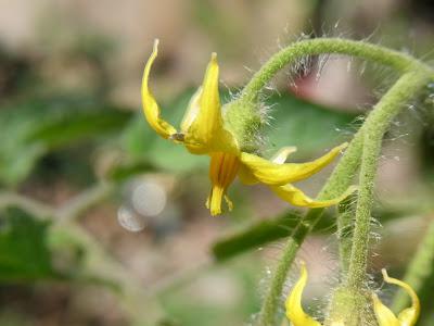 Sunday and all the rest