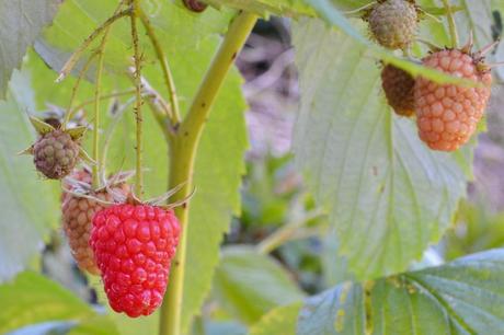 My Raspberries: Malling “Whatever” variety