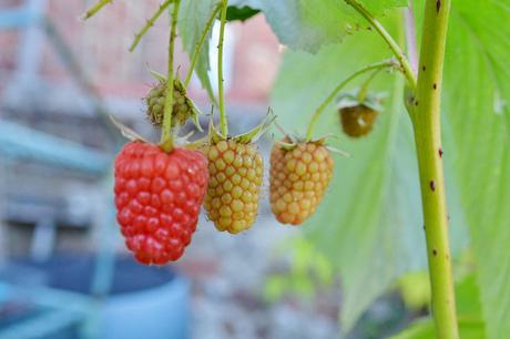 My Raspberries: Malling “Whatever” variety