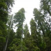 Coastal Redwoods Stout Grove 3