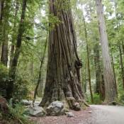 Coastal Redwoods Stout Grove