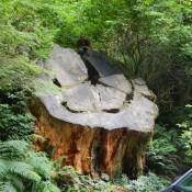 Giant Felled Redwood Base Kenin