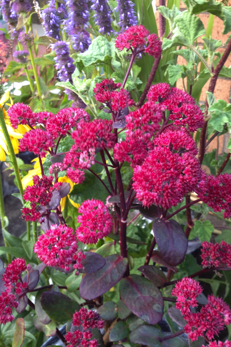 Sedum_red_cauli