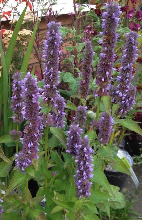 Agastache_blue_fortune