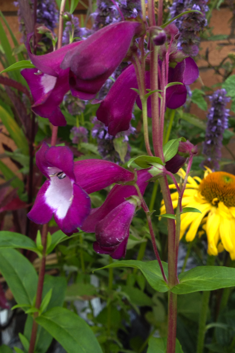 Penstemon_purple_passion