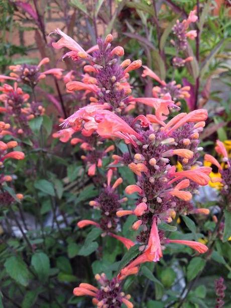 Agastache_summer_sunset