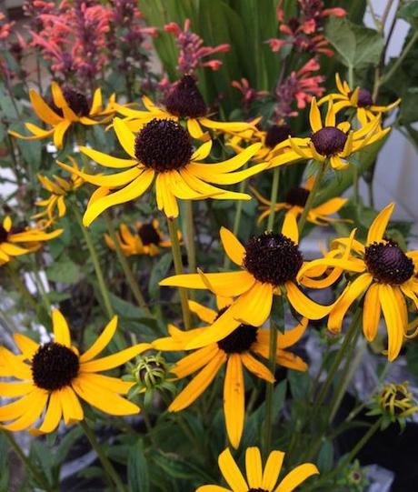 Rudbeckia_little_goldstar