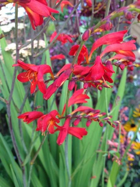 Crocosmia_emberglow