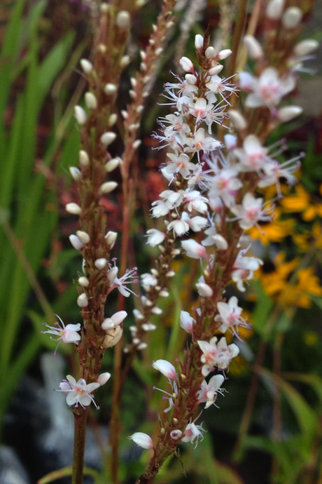 Persicaria_amplexicaulis_alba