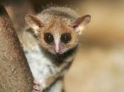 Featured Animal: Grey Mouse Lemur
