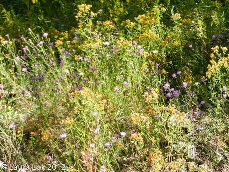 the trail of the hiawatha starts in montana and ends in i... 20120901_idano_hiawatha-9