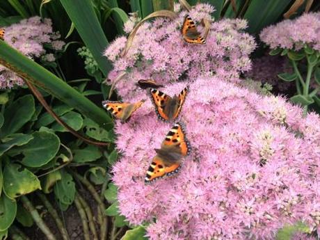 close up of sedum spectabile