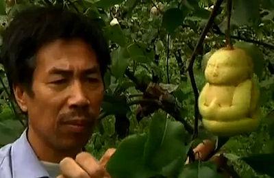 Buddha-Shaped Pears