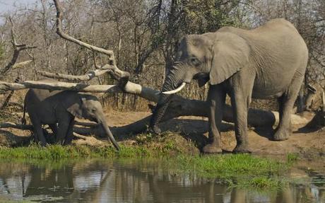 hlane royal park elephants