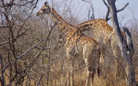 hlane royal park giraffes