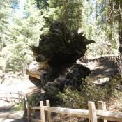Giant Sequoia National Forest felled tree 2