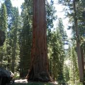 Giant Sequoia National Forest 3