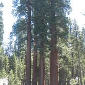 Giant Sequoia National Forest 1