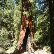 Giant Sequoia National Forest Grants Tree 2