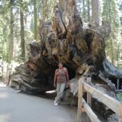 Giant Sequoia National Forest Felled Tree