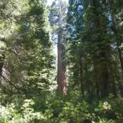 Giant Sequoia National Forest 3