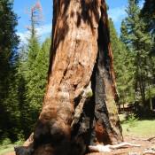 Giant Sequoia National Forest Grants Tree