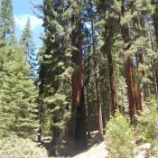 Giant Sequoia National Forest 5