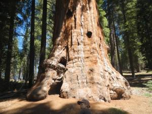 Road Trip Diary Day 17 Sequoia and Kings Canyon National Park