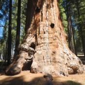 Giant Sequoia National Forest 2