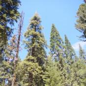Giant Sequoia National Forest 4