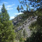 Kings Canyon National Park Pines