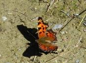 Butterfly Shadow