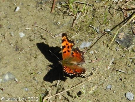 butterfly shadow 20120901_idano_hiawatha-28