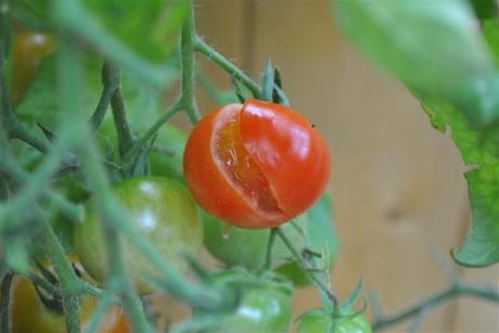 Split tomato