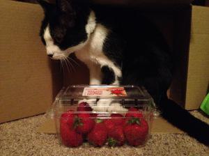 Got Strawberries?