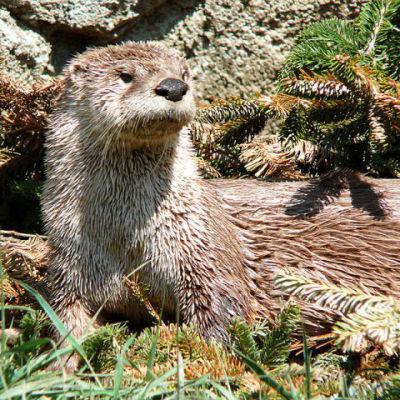 The North American River Otter (Public Domain Photo, No Photos of the Japanese River Otter Exist in the Public Domain)